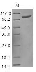 Greater than 85% as determined by SDS-PAGE.Recombinant Human Killer Cell Immunoglobulin-Like Receptor 2Ds3 (KIR2DS3) Protein (MBP&His)
