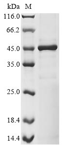 Greater than 85% as determined by SDS-PAGE.Recombinant Human Transcriptional Enhancer Factor Tef-3 (TEAD4) Protein (His&Myc)