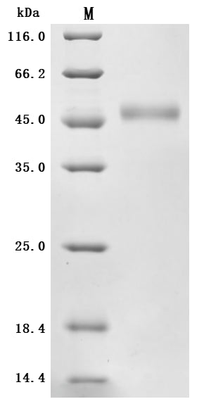 Greater than 95% as determined by SDS-PAGE.Recombinant Human Zinc Transporter Zip6 (SLC39A6) Protein (His), Active