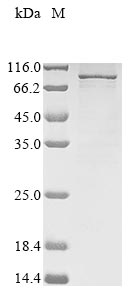 Greater than 85% as determined by SDS-PAGE.Recombinant Human Semaphorin-3B (SEMA3B) Protein (His&Myc)