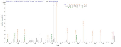 Based on the SEQUEST from database of Baculovirus host and target protein, the LC-MS/MS Analysis result of this product could indicate that this peptide derived from Baculovirus-expressed Homo sapiens (Human) SMARCB1.Recombinant Human Swi/Snf-Related Matrix-Associated Actin-Dependent Regulator Of Chromatin Subfamily B Member 1 (SMARCB1) Protein (His)