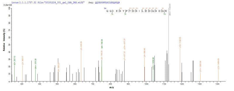 Based on the SEQUEST from database of Baculovirus host and target protein, the LC-MS/MS Analysis result of this product could indicate that this peptide derived from Baculovirus-expressed Homo sapiens (Human) SMARCB1.Recombinant Human Swi/Snf-Related Matrix-Associated Actin-Dependent Regulator Of Chromatin Subfamily B Member 1 (SMARCB1) Protein (His)