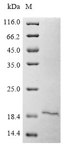 Greater than 85% as determined by SDS-PAGE.Recombinant Human Secretory Phospholipase A2 Receptor (PLA2R1) Protein (His&Myc)