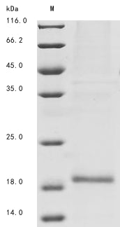 Greater than 85% as determined by SDS-PAGE.