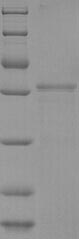 Greater than 85% as determined by SDS-PAGE.Recombinant Bovine Pregnancy-Associated Glycoprotein 1 (PAG1) Protein (His)