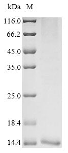 Greater than 85% as determined by SDS-PAGE.Recombinant Tityus Zulianus Beta-Toxin Tz1 Protein (His&Myc)
