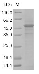 Greater than 85% as determined by SDS-PAGE.Recombinant Mouse Heat-Stable Enterotoxin Receptor (GUCY2C) Protein (His&Myc)