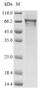 Greater than 85% as determined by SDS-PAGE.Recombinant Human Cryptochrome-2 (CRY2) Protein (His&Myc)