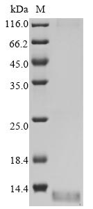 Greater than 85% as determined by SDS-PAGE.