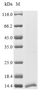 Greater than 85% as determined by SDS-PAGE.