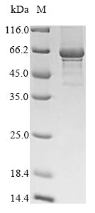 Greater than 85% as determined by SDS-PAGE.Recombinant Human Kelch-Like Protein 12 (KLHL12) Protein (His&Myc)