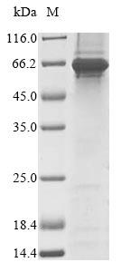 Greater than 85% as determined by SDS-PAGE.