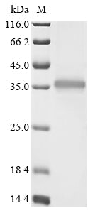 Greater than 90% as determined by SDS-PAGE.