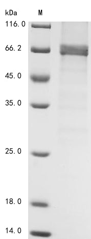 Greater than 85% as determined by SDS-PAGE.Recombinant Mouse 5-Amp-Activated Protein Kinase Catalytic Subunit Alpha-1 (PRKAA1) Protein (His)