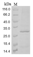Greater than 85% as determined by SDS-PAGE.Recombinant Mouse C-Type Lectin Domain Family 12 Member A (CLEC12A) Protein (His&Myc)