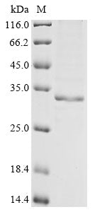 Greater than 85% as determined by SDS-PAGE.
