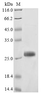 Greater than 85% as determined by SDS-PAGE.Recombinant Ixodes Scapularis Tick Receptor For Ospa (TROSPA) Protein (His)