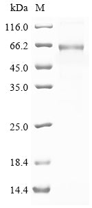 Greater than 85% as determined by SDS-PAGE.