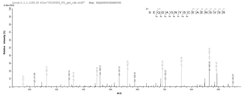 Based on the SEQUEST from database of Baculovirus host and target protein, the LC-MS/MS Analysis result of this product could indicate that this peptide derived from Baculovirus-expressed Homo sapiens (Human) FCRL6.Recombinant Human Fc Receptor-Like Protein 6 (FCRL6) Protein (His)