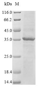 Greater than 85% as determined by SDS-PAGE.Recombinant Human Fc Receptor-Like Protein 6 (FCRL6) Protein (His)