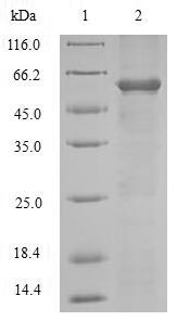 Greater than 90% as determined by SDS-PAGE.Recombinant Mouse Disintegrin And Metalloproteinase Domain-Containing Protein 12 (ADAM12) Protein (His&Myc)