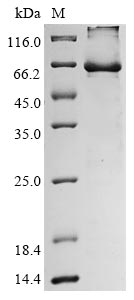 Greater than 85% as determined by SDS-PAGE.Recombinant Human Endogenous Retrovirus Group K Member 6 Env Polyprotein (ERVK-6) Protein (His)