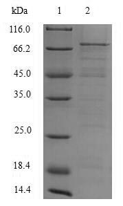 Greater than 85% as determined by SDS-PAGE.Recombinant Hepatitis E Virus Genotype 1 Secreted Protein Orf2 (ORF2) Protein (His)