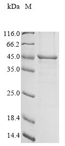 Greater than 85% as determined by SDS-PAGE.Recombinant Rat Lysosomal Acid Lipase/Cholesteryl Ester Hydrolase (LIPA) Protein (His)