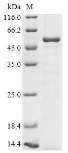 Greater than 85% as determined by SDS-PAGE.Recombinant Mouse E3 Ubiquitin-Protein Ligase Trim21 (TRIM21) Protein (His)