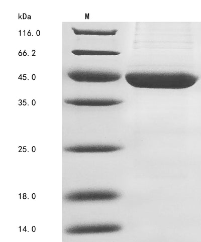 Greater than 90% as determined by SDS-PAGE.