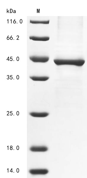 Greater than 85% as determined by SDS-PAGE.