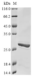 Greater than 85% as determined by SDS-PAGE.Recombinant Human Angiopoietin-Like Protein 8 (ANGPTL8) Protein (His)