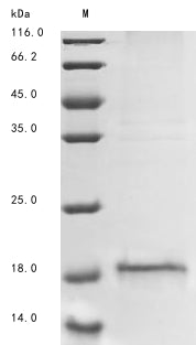 Greater than 85% as determined by SDS-PAGE.Recombinant Human Alk And Ltk Ligand 1 (ALKAL1) Protein (His&Myc)