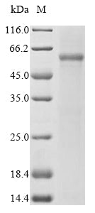 Greater than 85% as determined by SDS-PAGE.