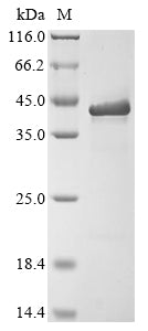 Greater than 85% as determined by SDS-PAGE.Recombinant Zaire Ebolavirus Matrix Protein Vp40 (VP40) Protein (His&Myc)