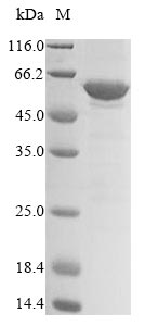 Greater than 85% as determined by SDS-PAGE.Recombinant Mouse Protein Dek (DEK) Protein (His)