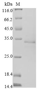 Greater than 90% as determined by SDS-PAGE.