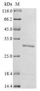 Greater than 85% as determined by SDS-PAGE.Recombinant Human Polyadenylate-Binding Protein 2 (PABPN1) Protein (His)