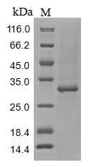 Greater than 85% as determined by SDS-PAGE.Recombinant Mouse Tenascin (TNC) Protein (His&Myc)