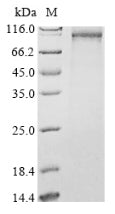 Greater than 85% as determined by SDS-PAGE.Recombinant Arabidopsis Thaliana Protein Nlp7 (NLP7) Protein (His)