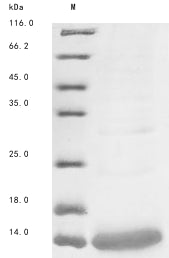 Greater than 85% as determined by SDS-PAGE.
