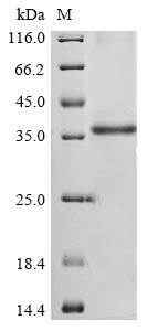 Greater than 90% as determined by SDS-PAGE.