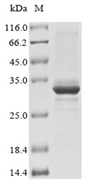 Greater than 85% as determined by SDS-PAGE.Recombinant Mouse Enoyl-Coa Hydratase, Mitochondrial (ECHS1) Protein (His&Myc)