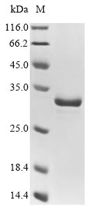 Greater than 85% as determined by SDS-PAGE.Recombinant Mouse Enoyl-Coa Hydratase, Mitochondrial (ECHS1) Protein (His&HA)
