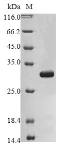 Greater than 85% as determined by SDS-PAGE.Recombinant Mouse Enoyl-Coa Hydratase, Mitochondrial (ECHS1) Protein (His)