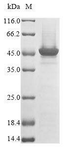 Greater than 85% as determined by SDS-PAGE.Recombinant Mouse Trifunctional Enzyme Subunit Alpha, Mitochondrial (HADHA) Protein (His&Myc)
