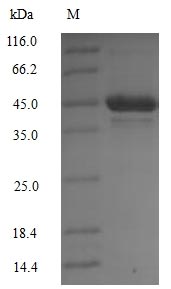 Greater than 85% as determined by SDS-PAGE.Recombinant Mouse [Pyruvate dehydrogenase (PDK1) Protein (His)