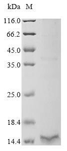Greater than 85% as determined by SDS-PAGE.Recombinant Human Putative C-Type Lectin-Like Domain Family 1 (CLECL1) Protein (His&Myc)