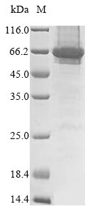 Greater than 85% as determined by SDS-PAGE.