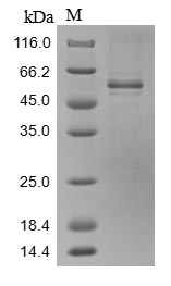 Greater than 85% as determined by SDS-PAGE.